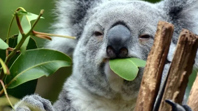 Comments invited on Draft National Koala Recovery Plan