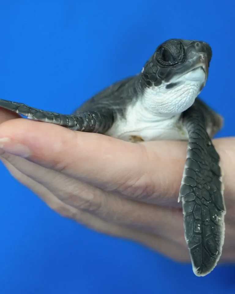Turtle hatchling survives floods and plastics