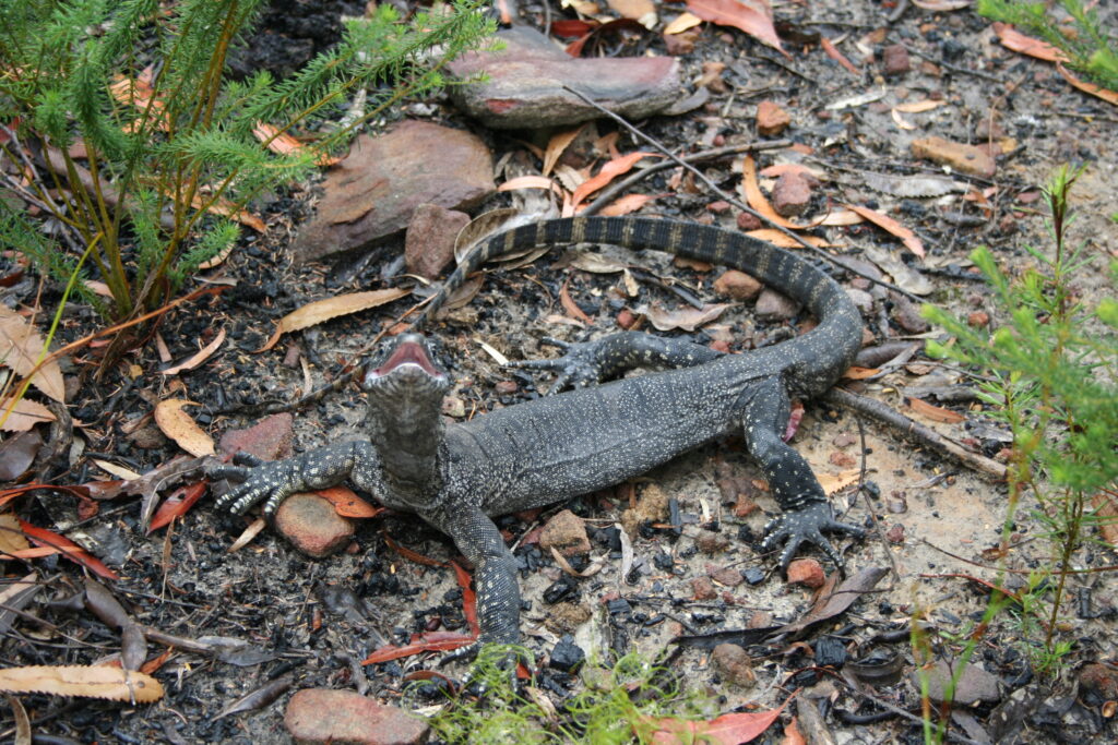 Goanna in Dharug National Park