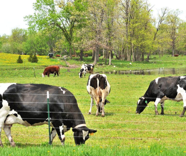 Over Eighteen Thousand Cows Die in Texas Dairy Farm blaze