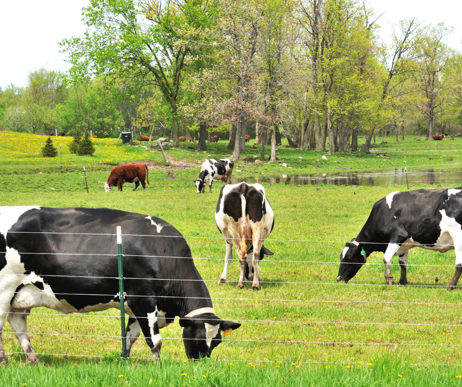 Cattle grazing