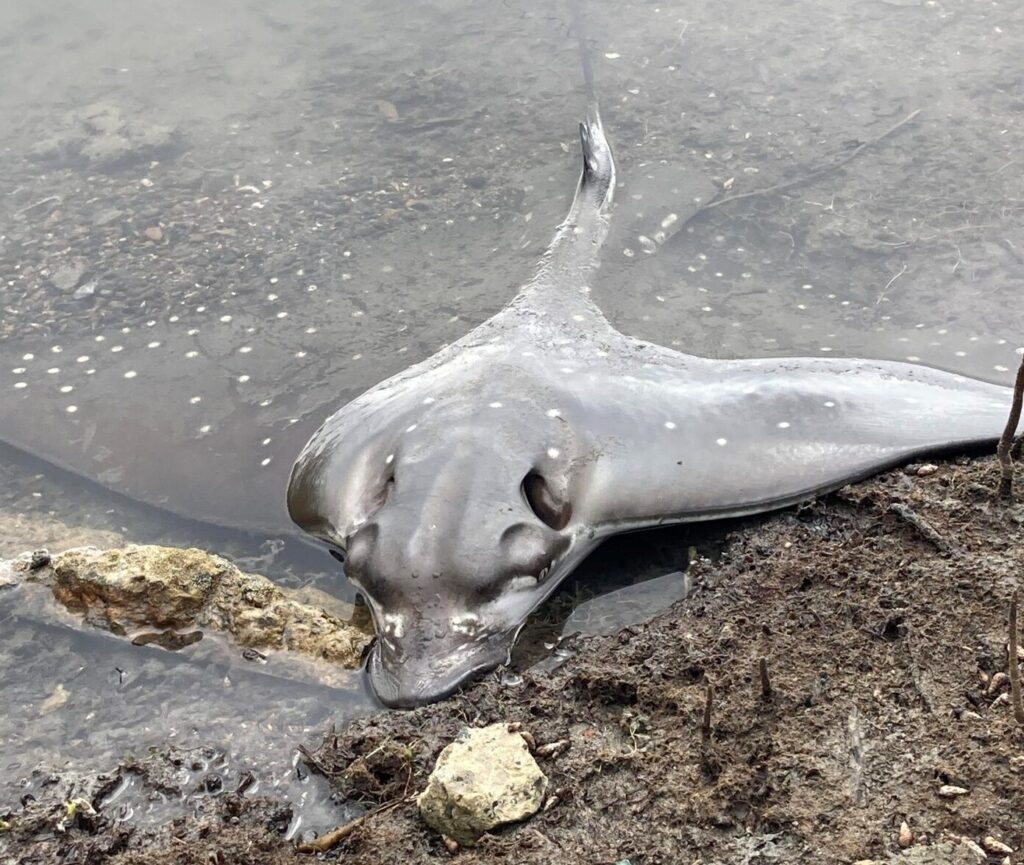 Ray washed up during 2022 Lake Macquarie fish kill