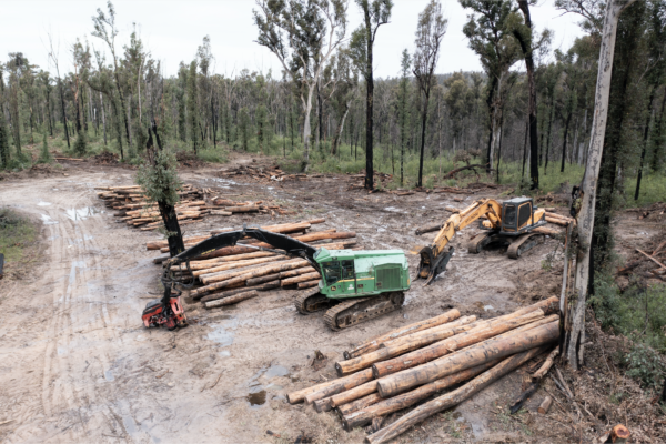 Victoria Ends Native Logging | ESG News