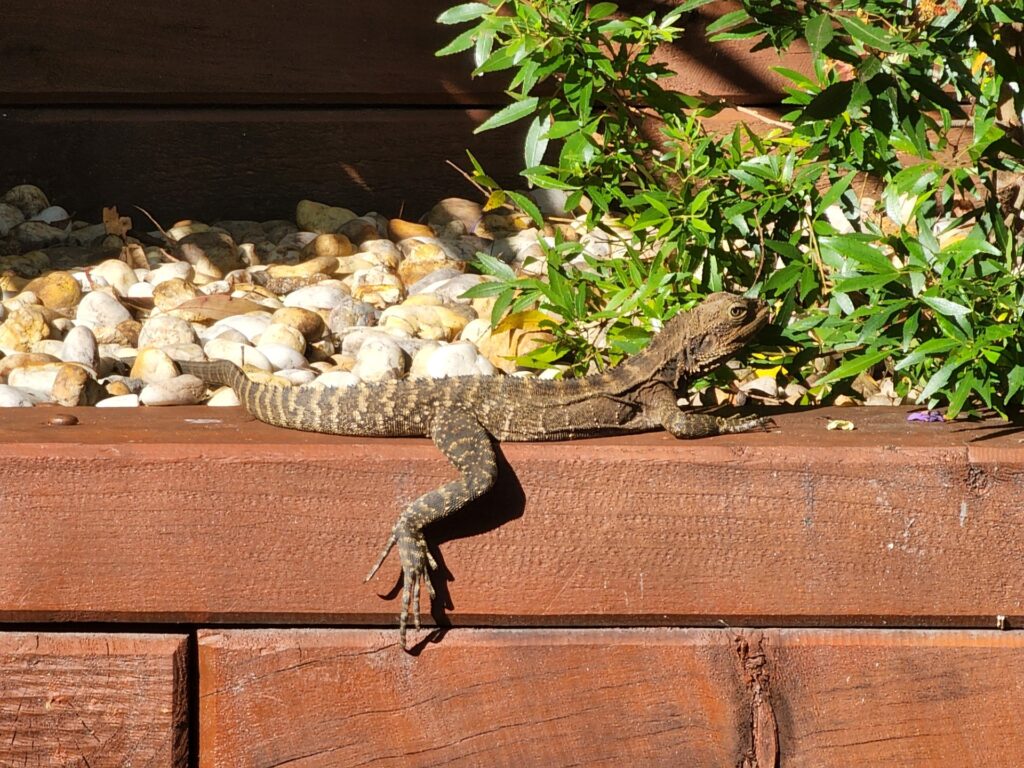 Reptiles can be attracted to household gardens