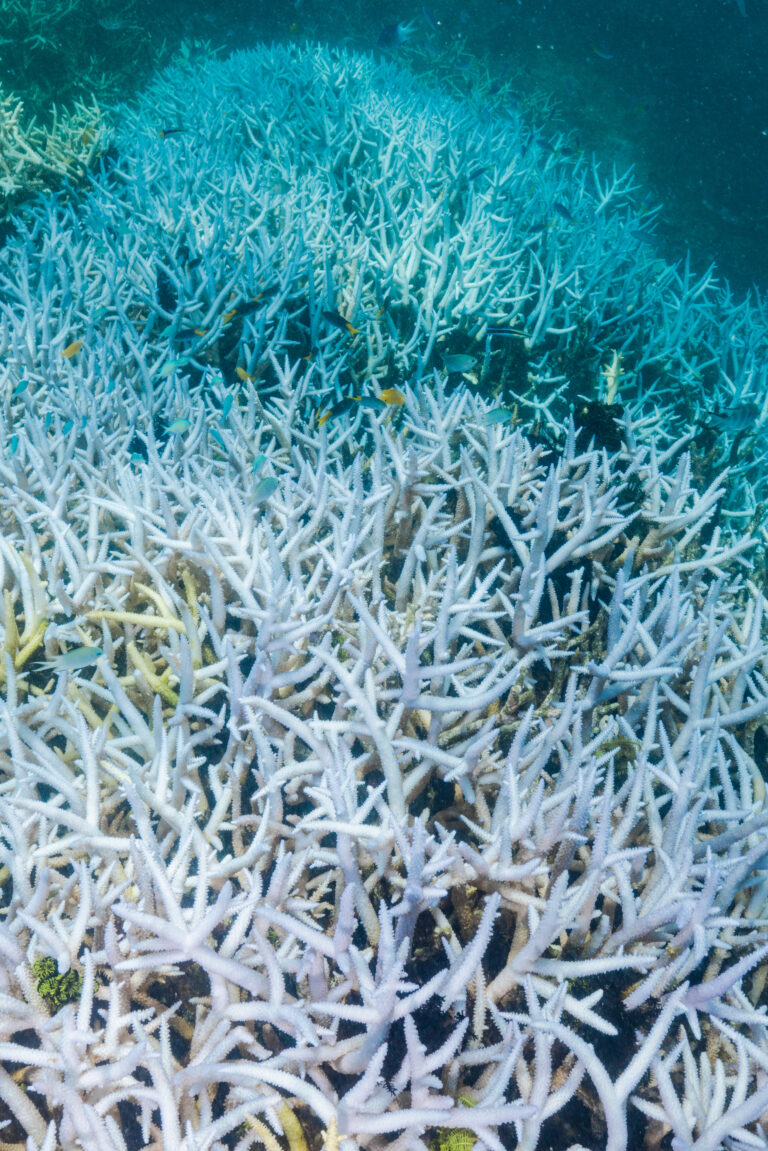 ‘No doubt’ coral reefs are in danger
