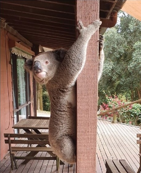 Koala at Ourimbah