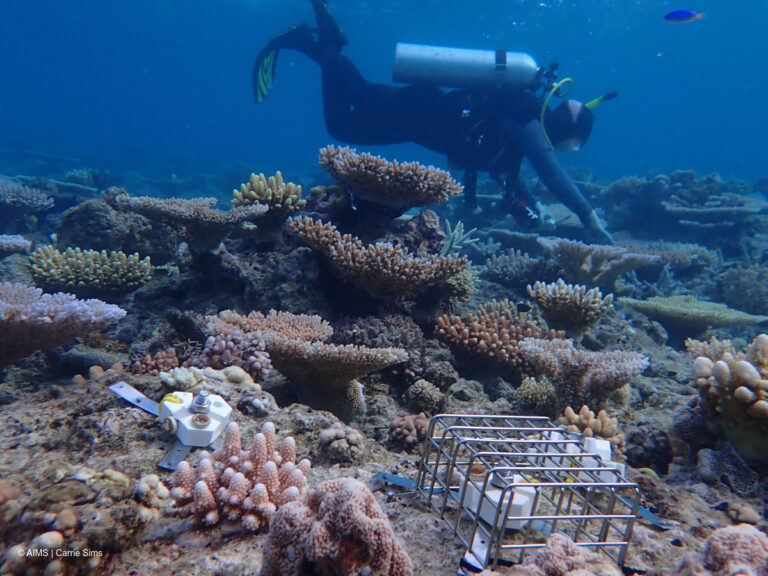 Fish chomper stoppers could help baby corals rehabilitate reefs