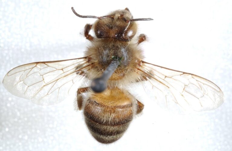 EPA investigates bee poisoning