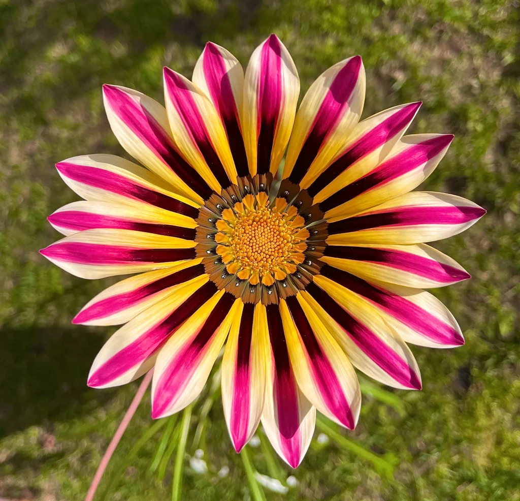 Gazania