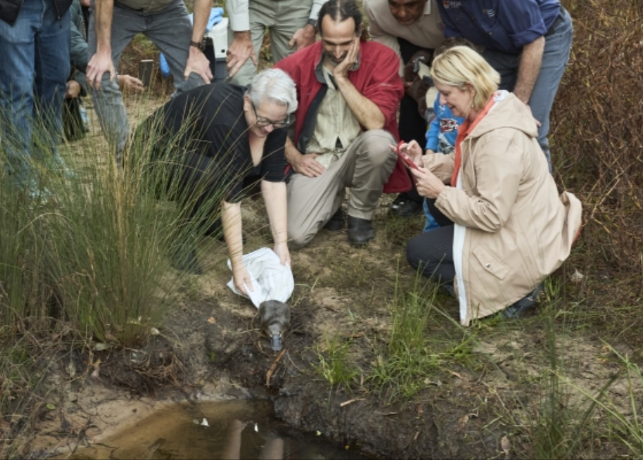 UNSw platypus in national park
