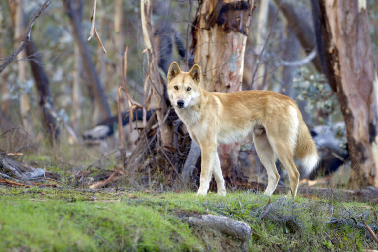 Inquiry may provide justice for the maligned dingo